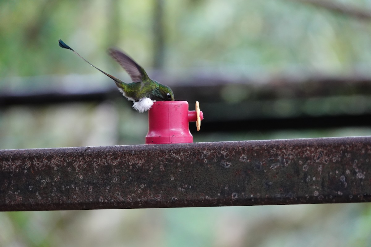 White-booted Racket-tail - ML646725613