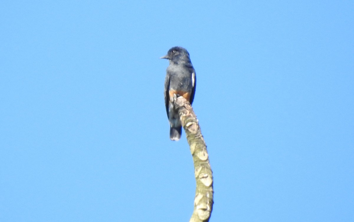 Swallow-winged Puffbird - ML646725615