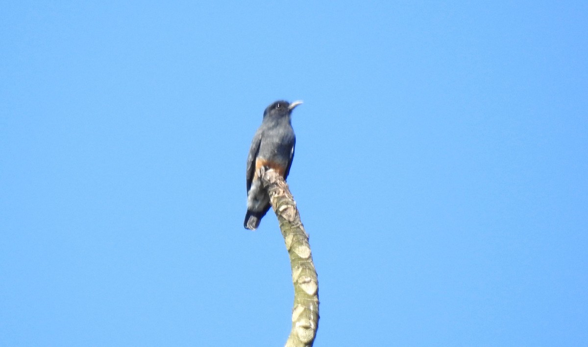 Swallow-winged Puffbird - ML646725616