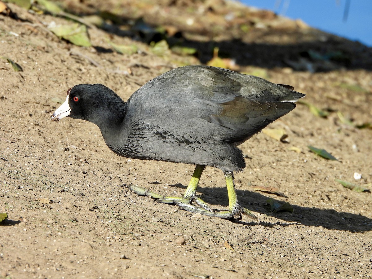 Лиска американська - ML646725621