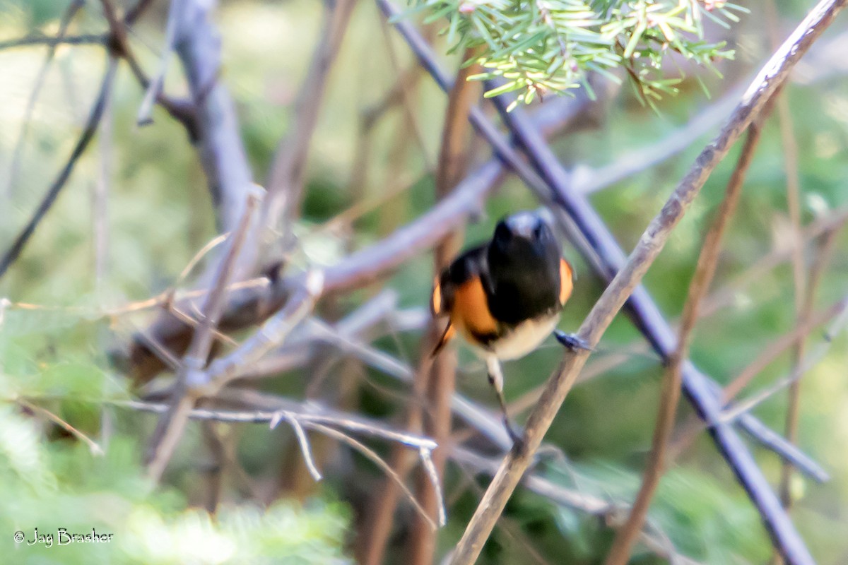 Paruline flamboyante - ML646725622