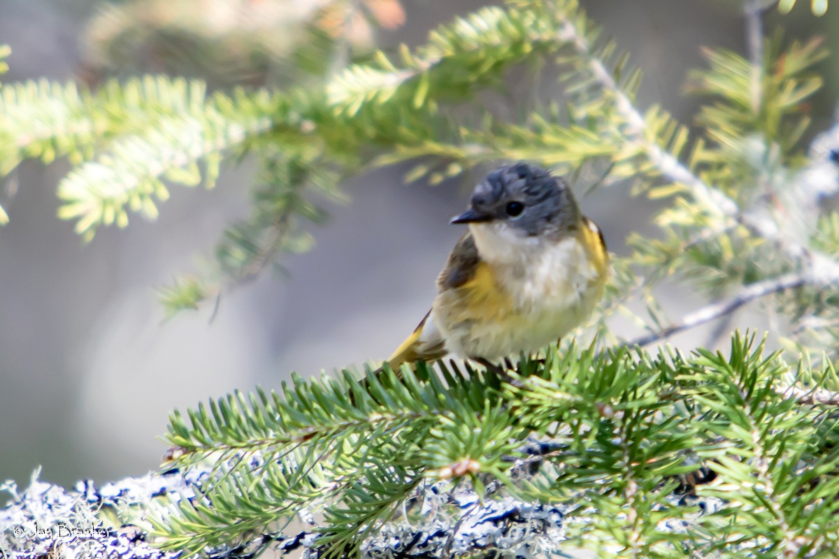 Paruline flamboyante - ML646725623