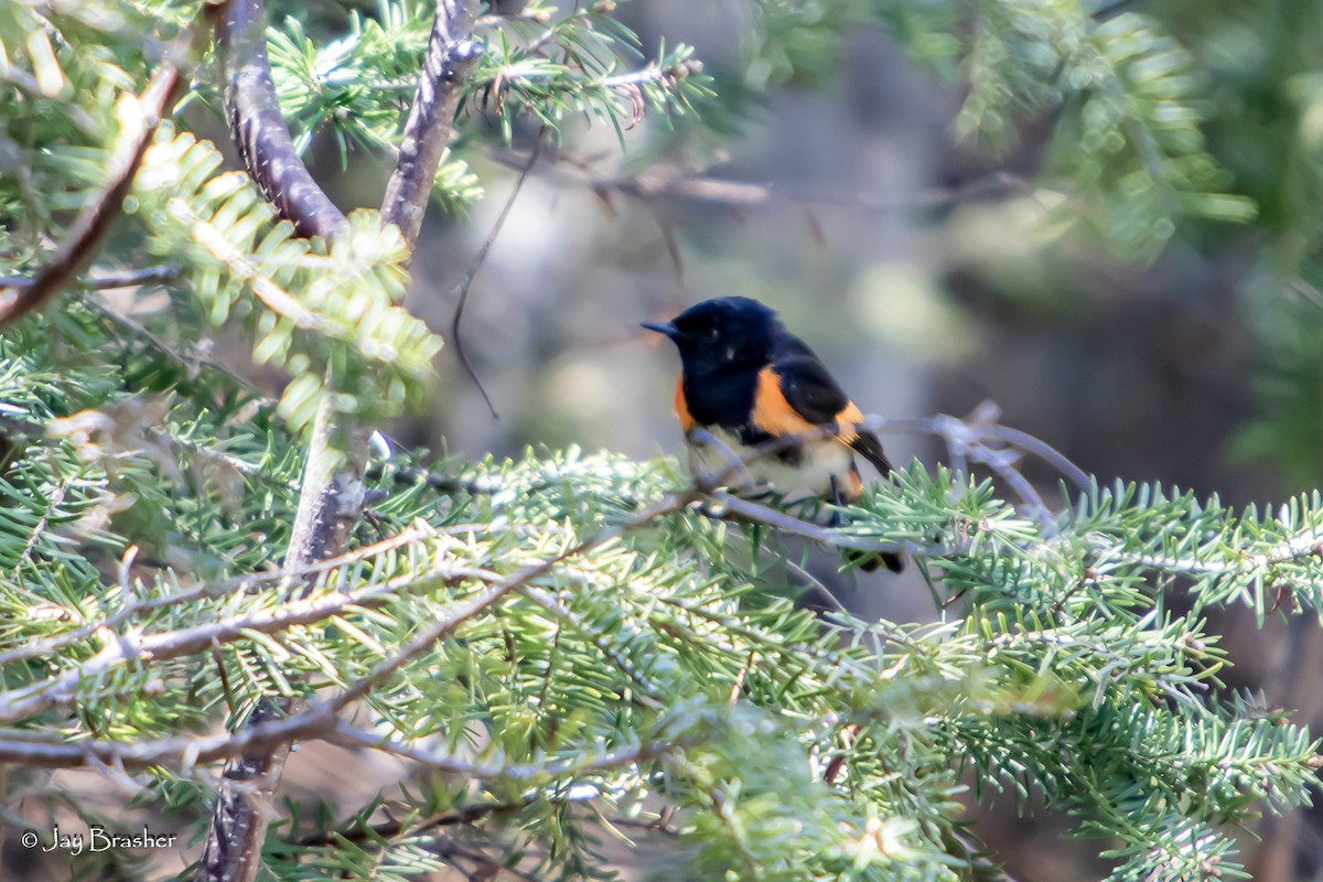 Paruline flamboyante - ML646725624