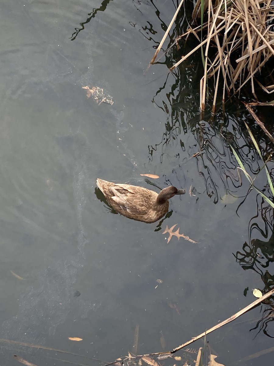 Mallard - ML646725625