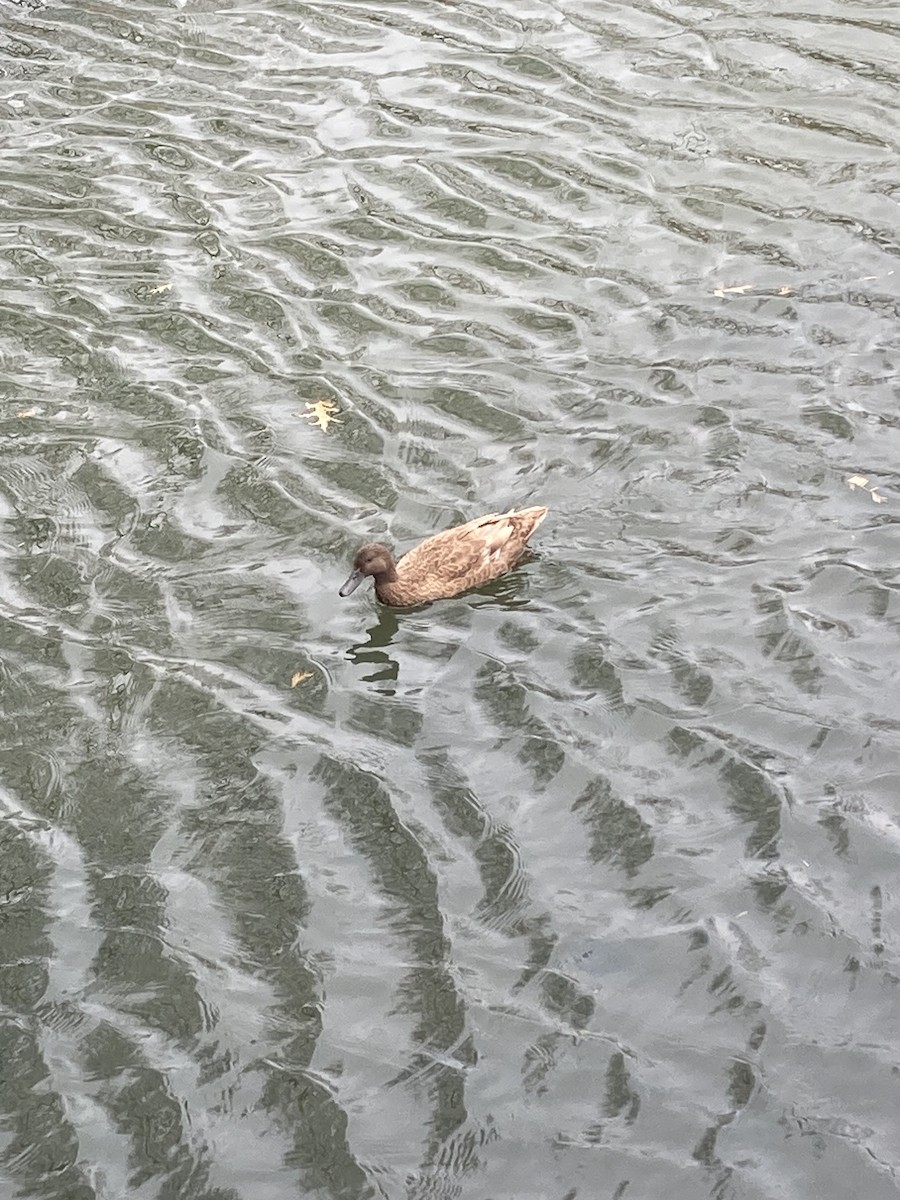 Mallard - ML646725626