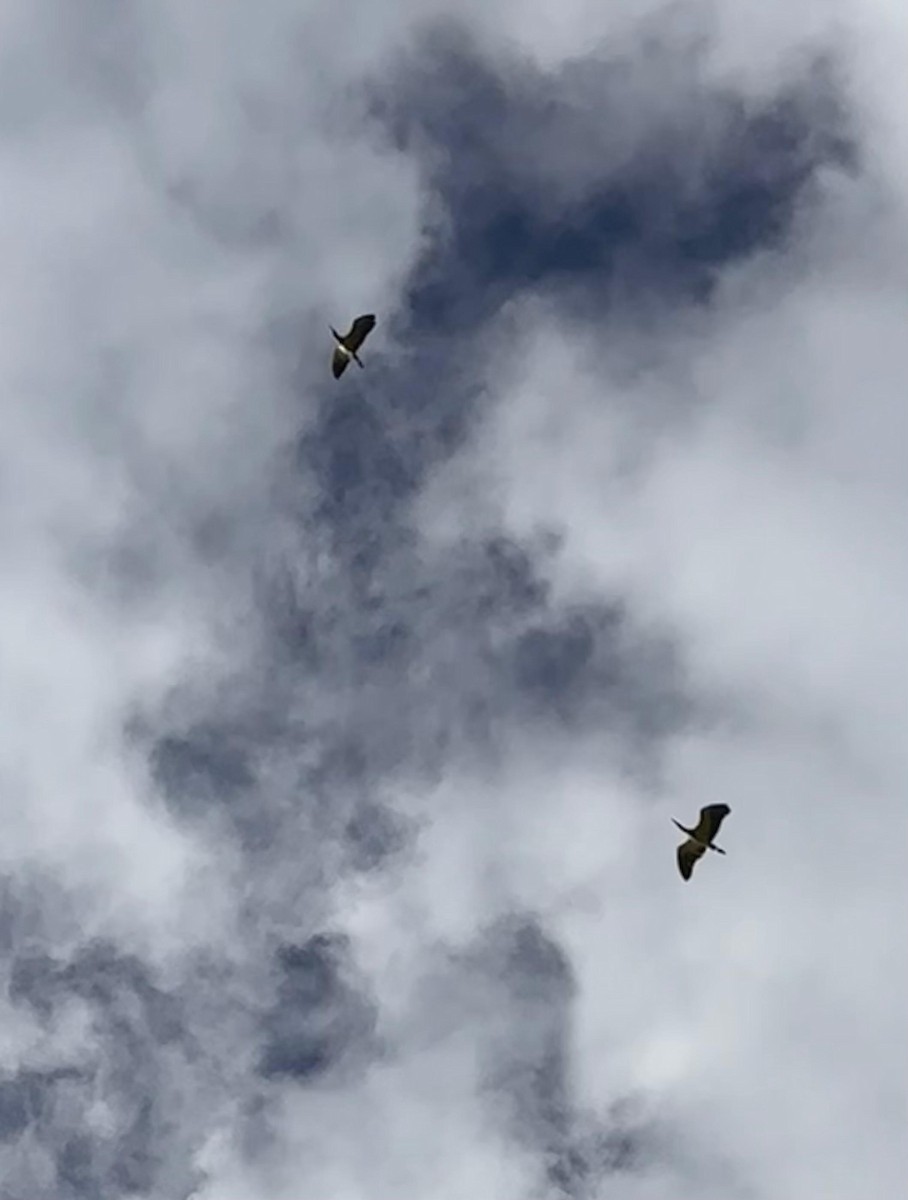 Garza Chiflona - ML646725627