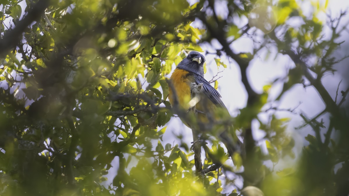 Schwarzstirntangare - ML646725628