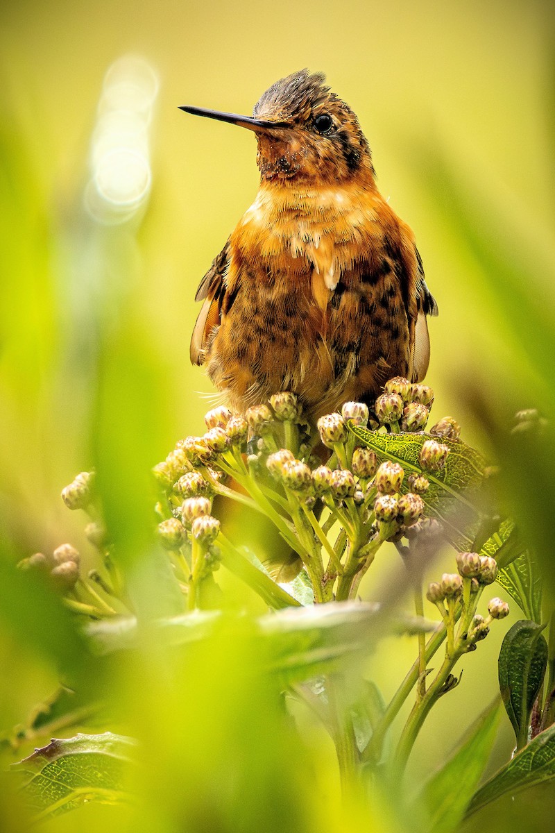 Shining Sunbeam - ML646725629