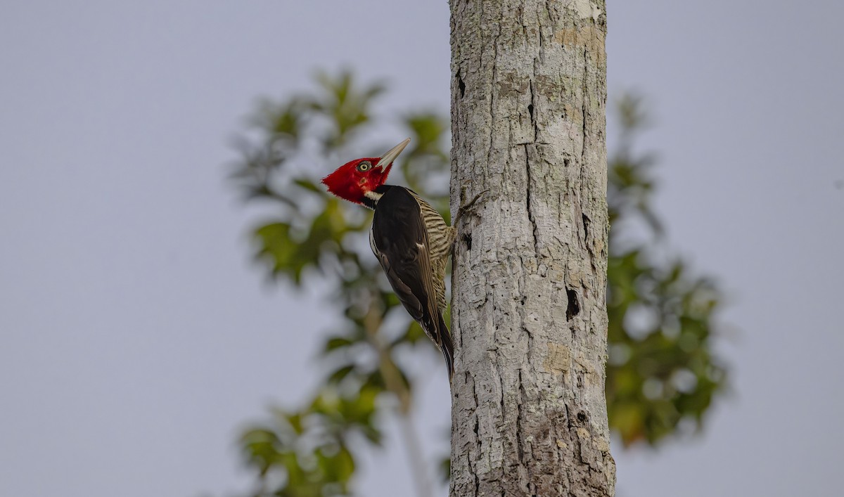 Pale-billed Woodpecker - ML646725631