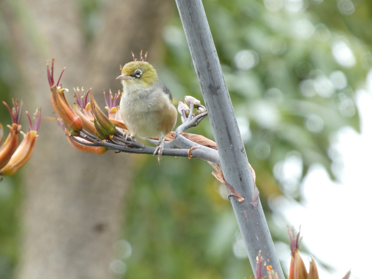 Silvereye - ML646725633