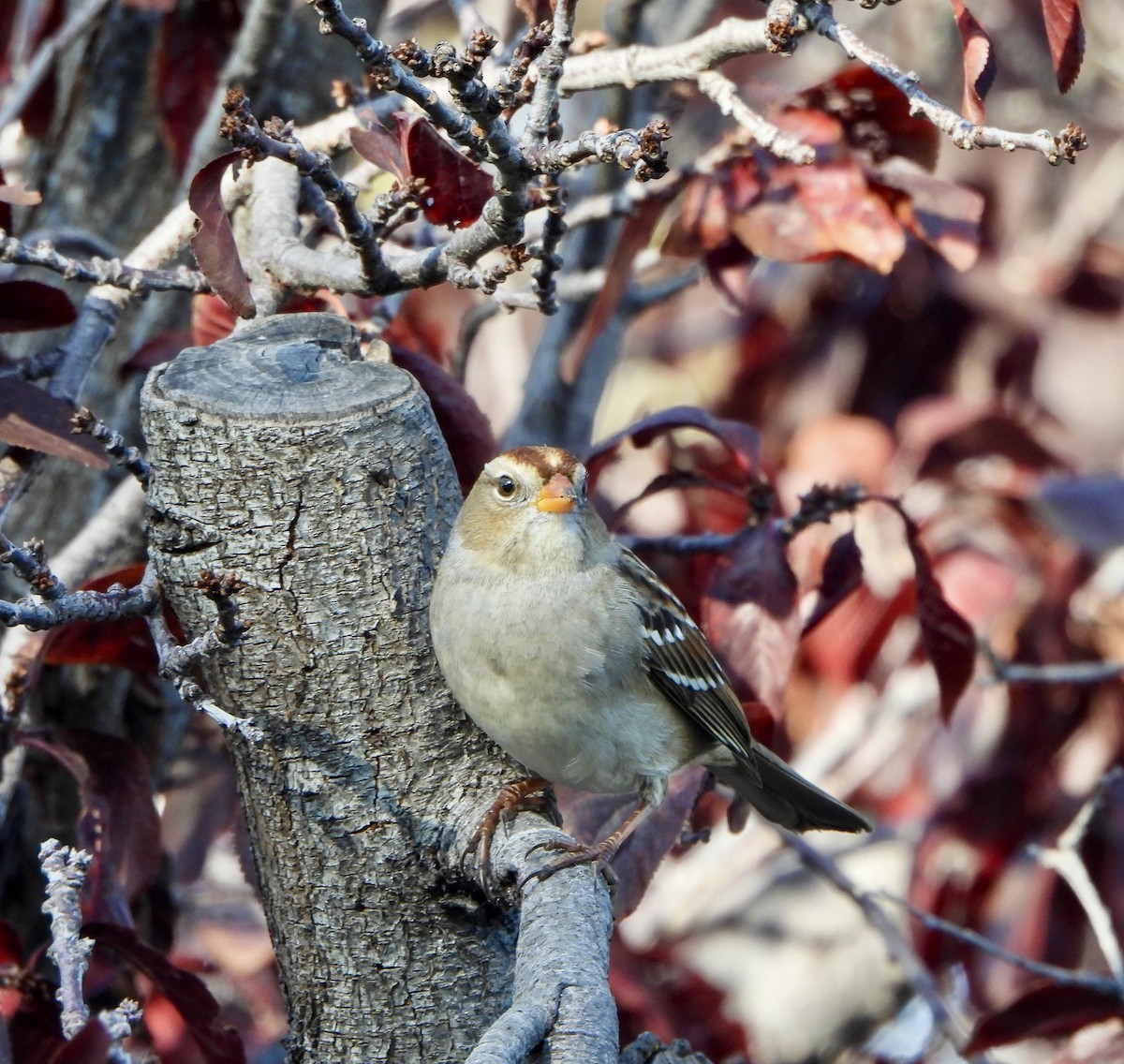 Бруант білобровий - ML646725634
