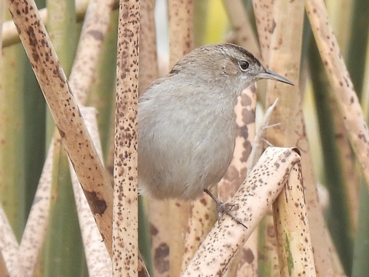 Marsh Wren - ML646725635