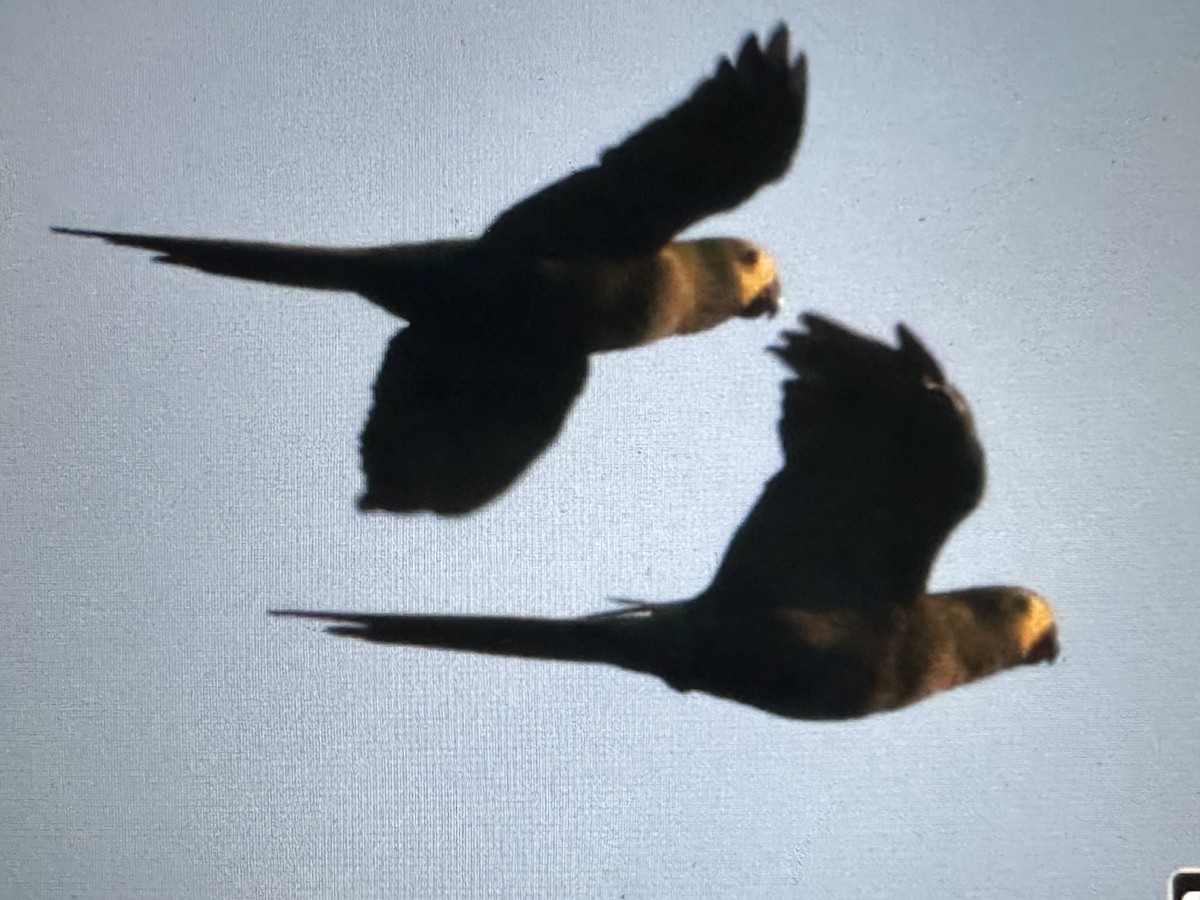 Kırmızı Karınlı Ara - ML646725636