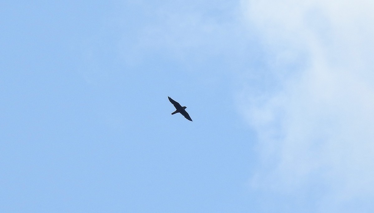 Bat Falcon - ML646725642