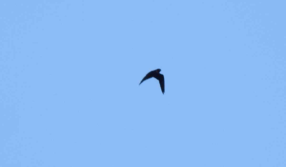 Bat Falcon - ML646725643