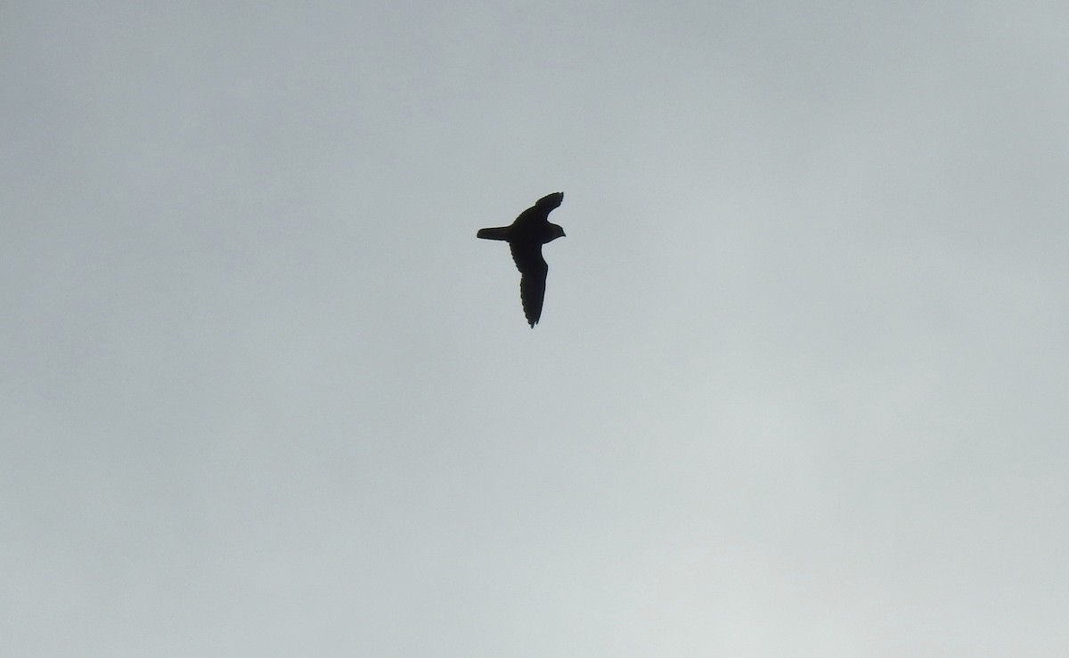 Bat Falcon - ML646725644