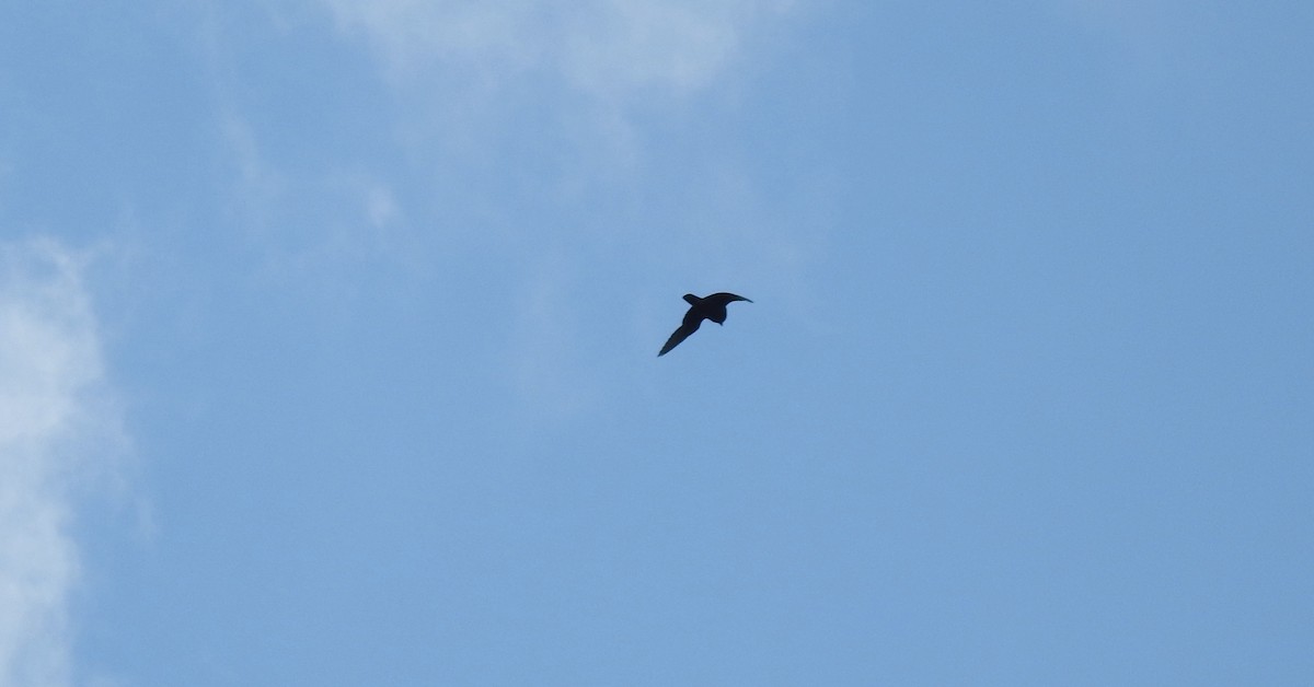 Bat Falcon - ML646725645