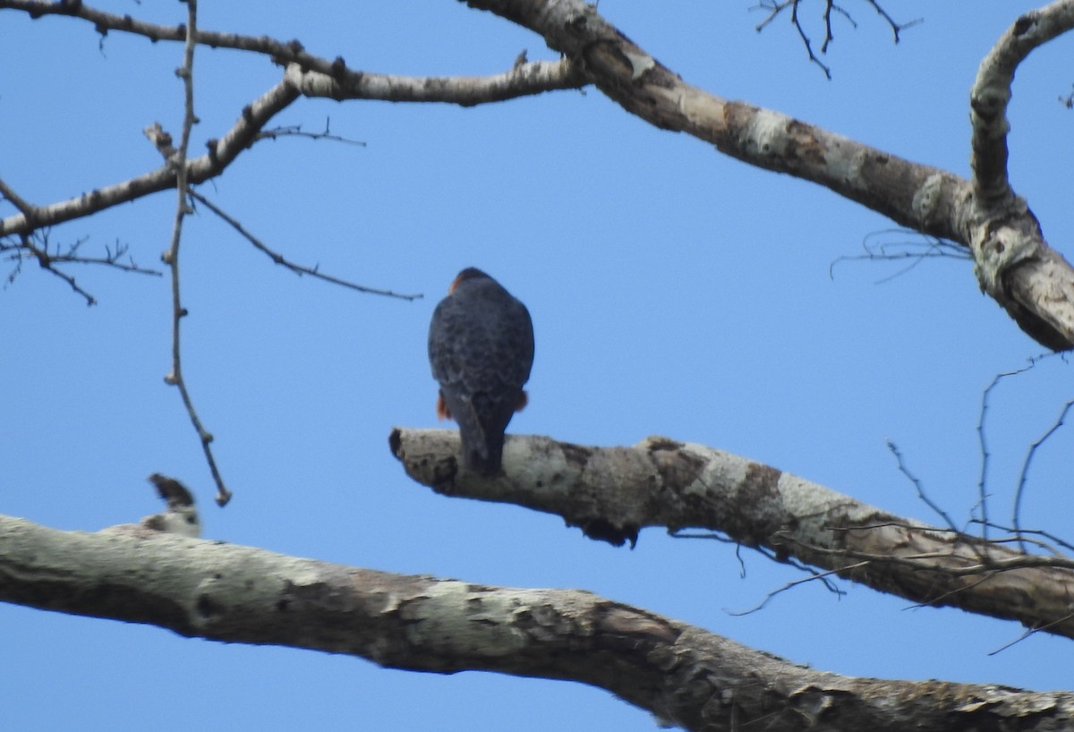 Bat Falcon - ML646725646