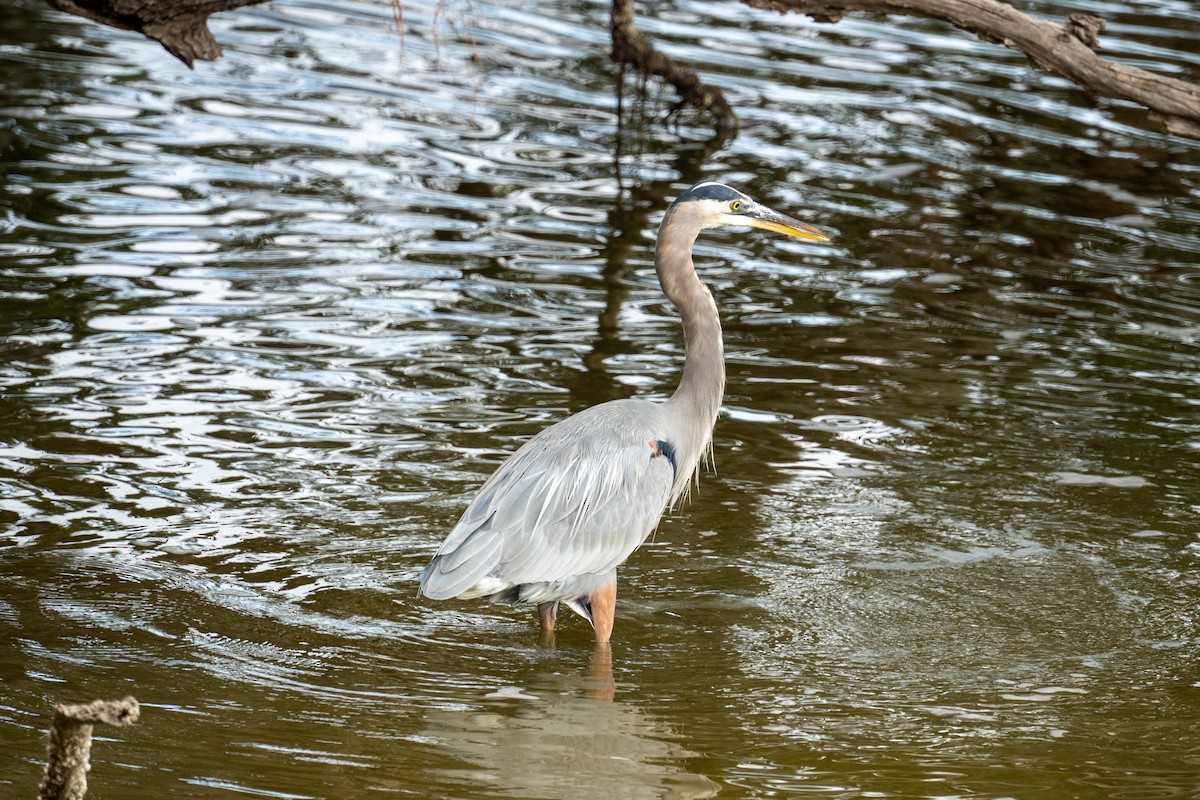 Koartza hauskara amerikarra - ML646725647