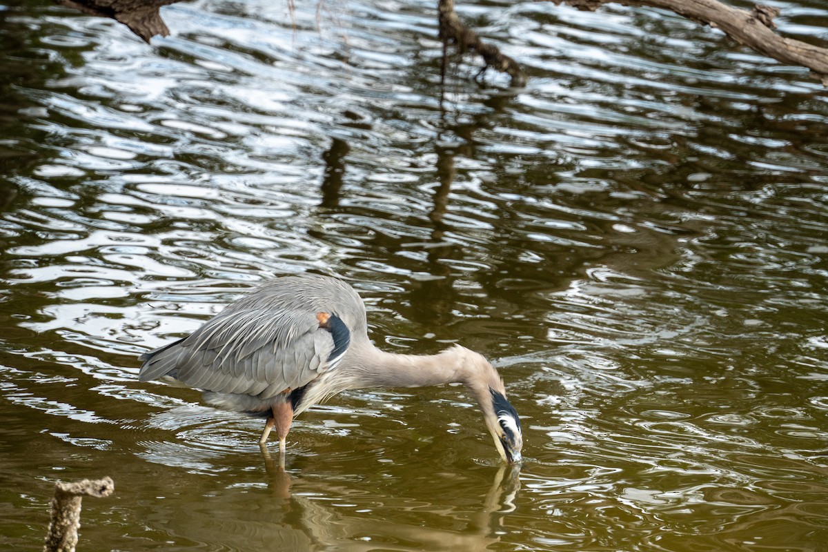 Koartza hauskara amerikarra - ML646725648