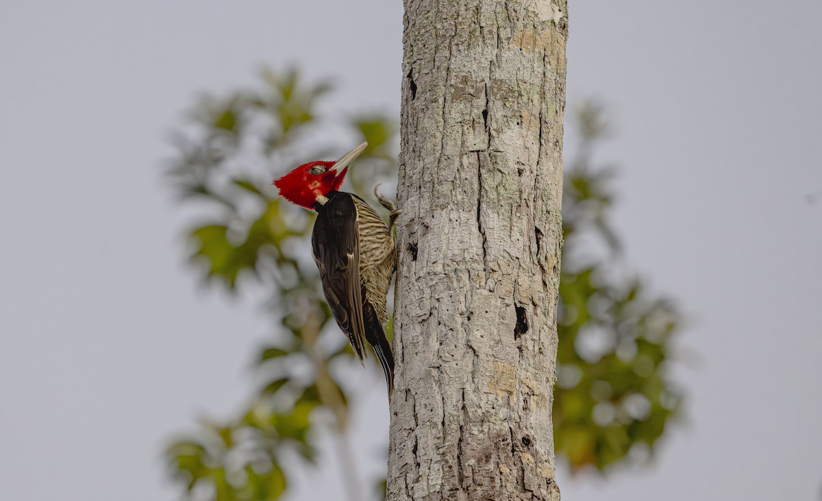 Pale-billed Woodpecker - ML646725649