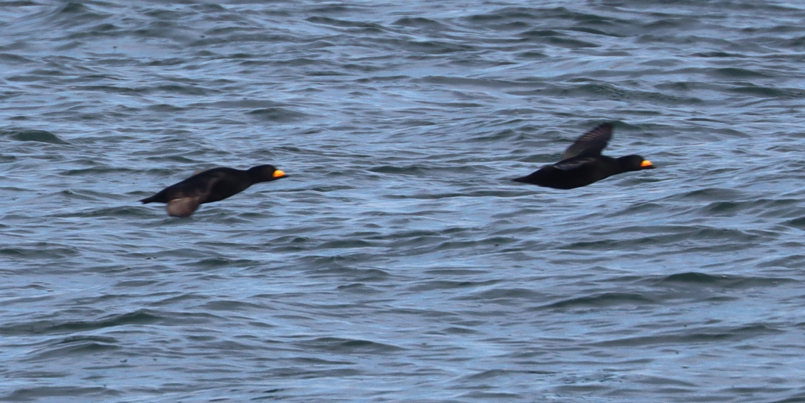 amerikasvartand - ML646725651