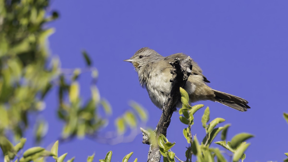 Kurzschnabelcanastero - ML646725652