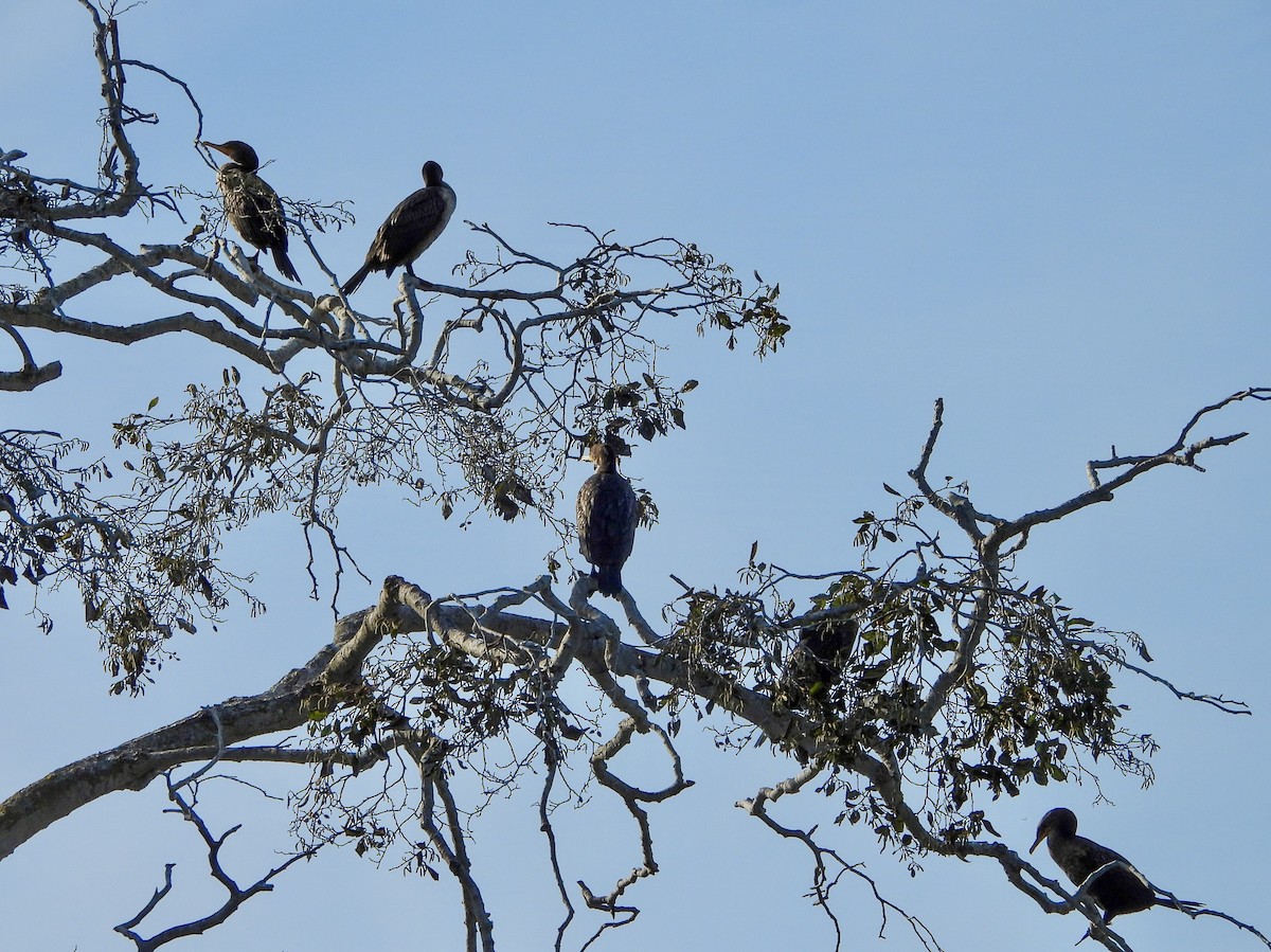 Баклан вухатий - ML646725653