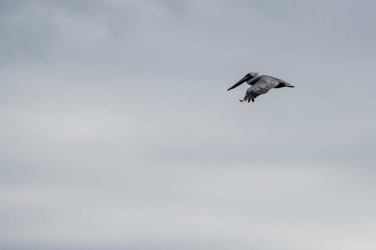 Pelikano arrea - ML646725657