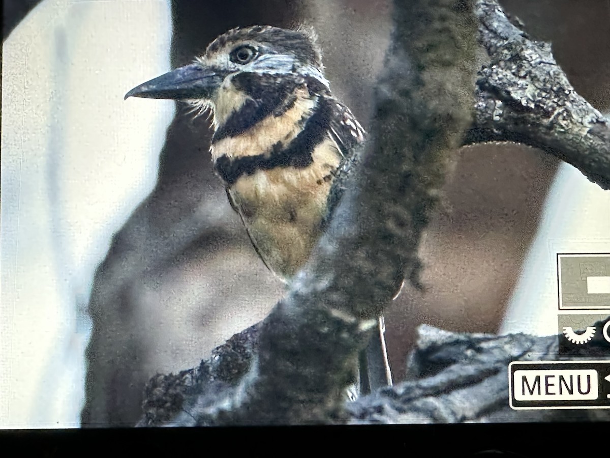 Çift Bantlı Pufkuşu - ML646725658