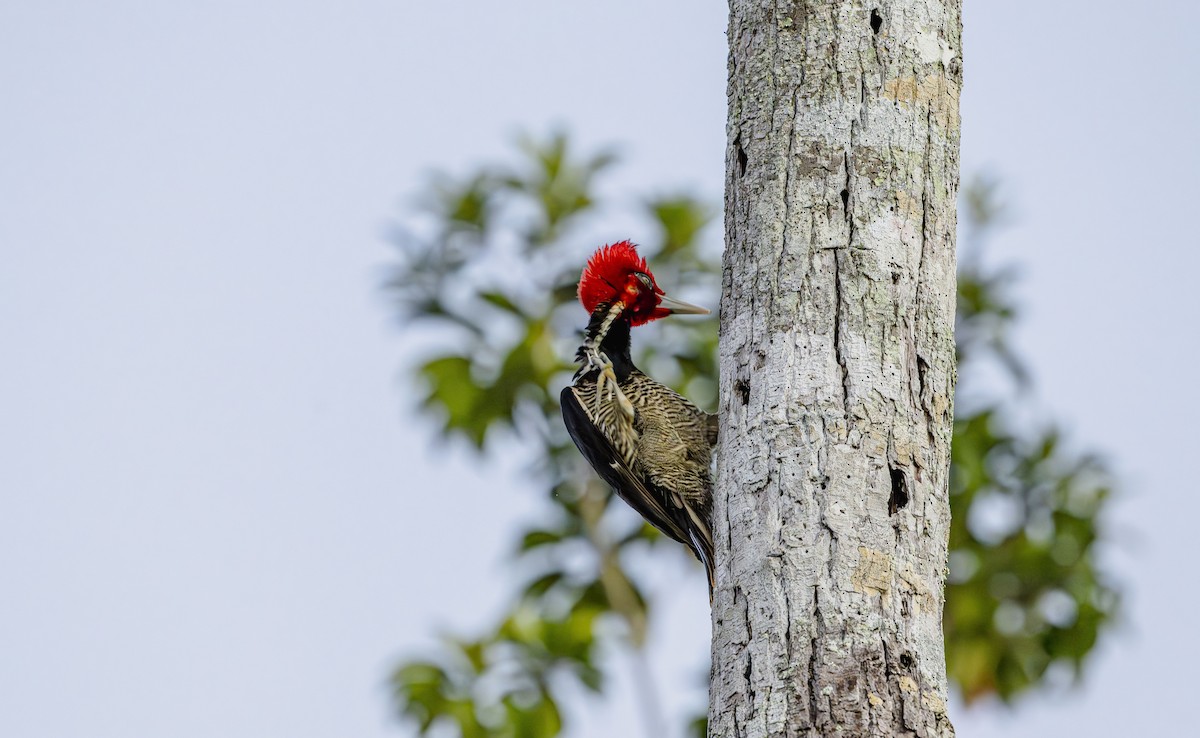 Pale-billed Woodpecker - ML646725660