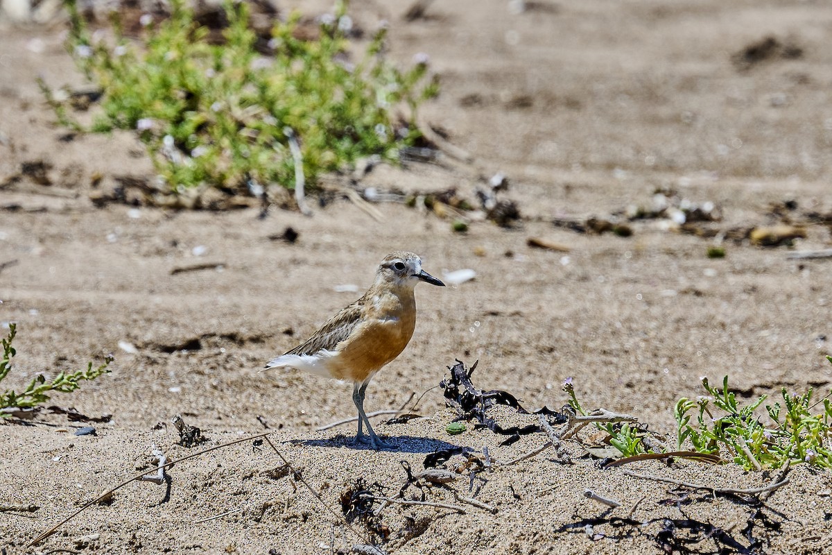 Маорийский зуёк - ML646725662