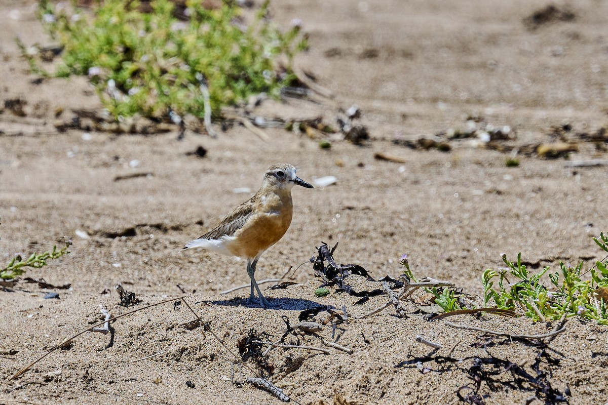 Маорийский зуёк - ML646725663