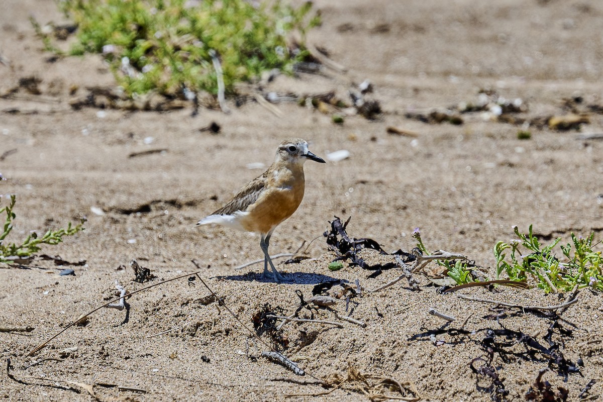 Маорийский зуёк - ML646725664