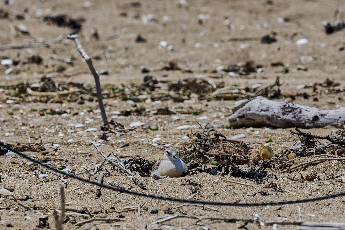 Маорийский зуёк - ML646725665