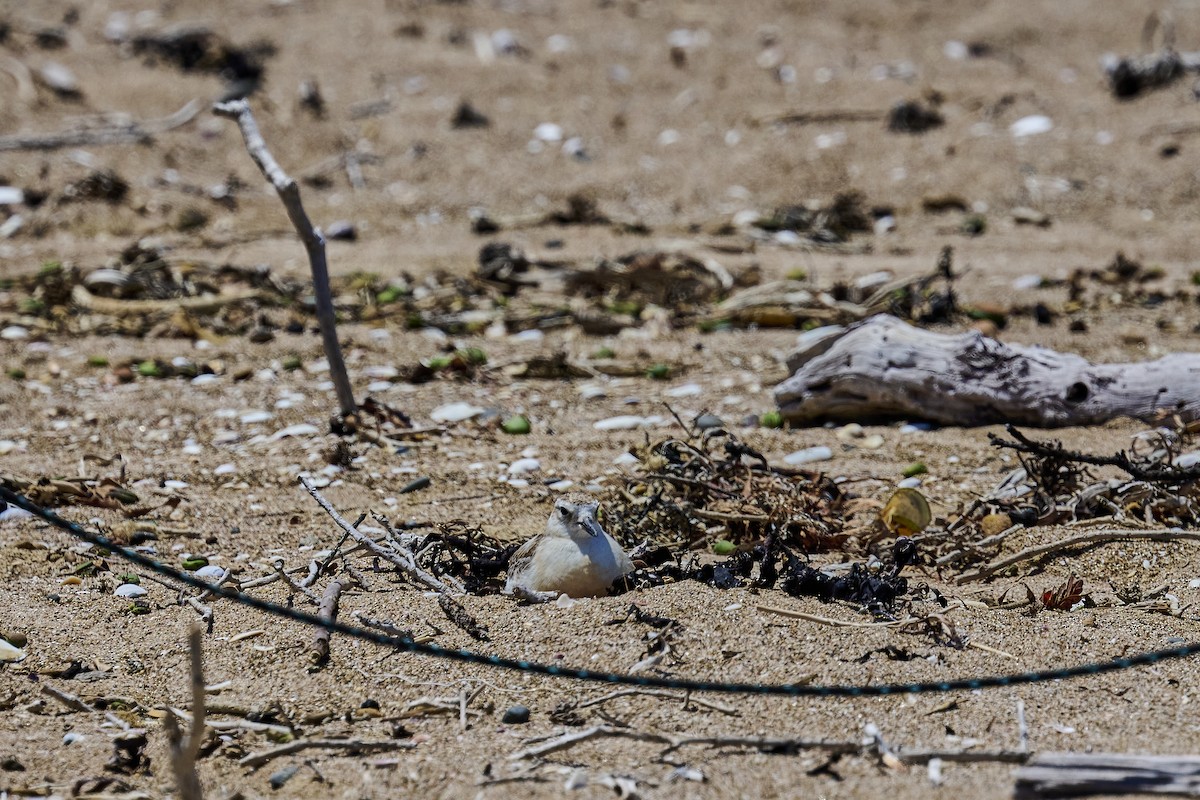 Маорийский зуёк - ML646725666