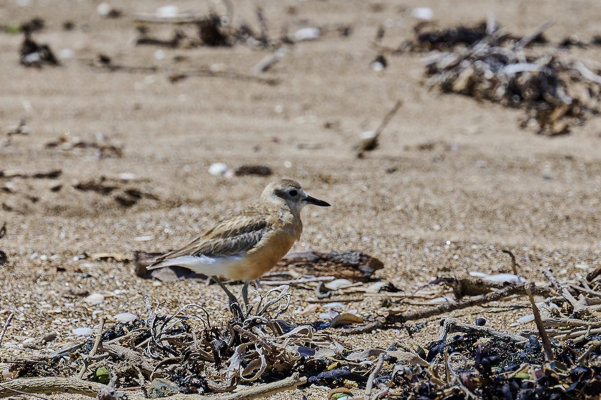 Маорийский зуёк - ML646725667