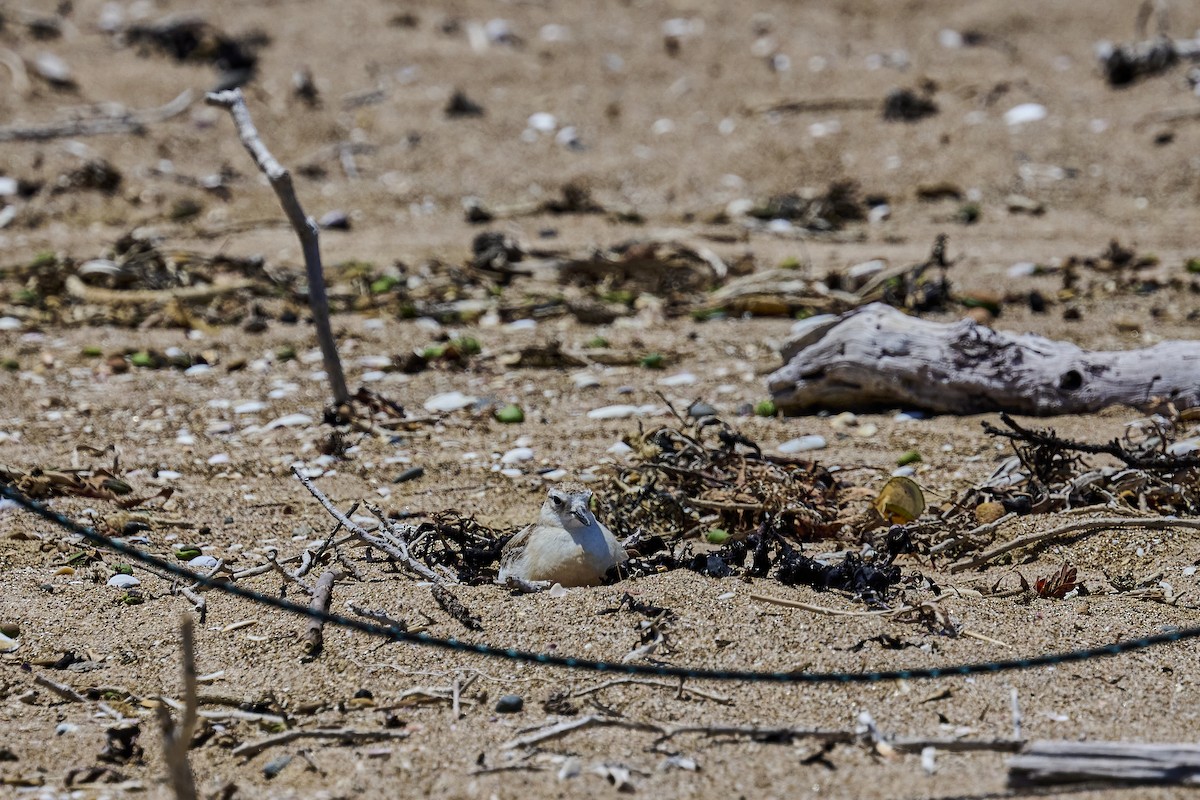 Маорийский зуёк - ML646725668