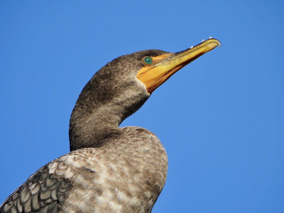 Баклан вухатий - ML646725669