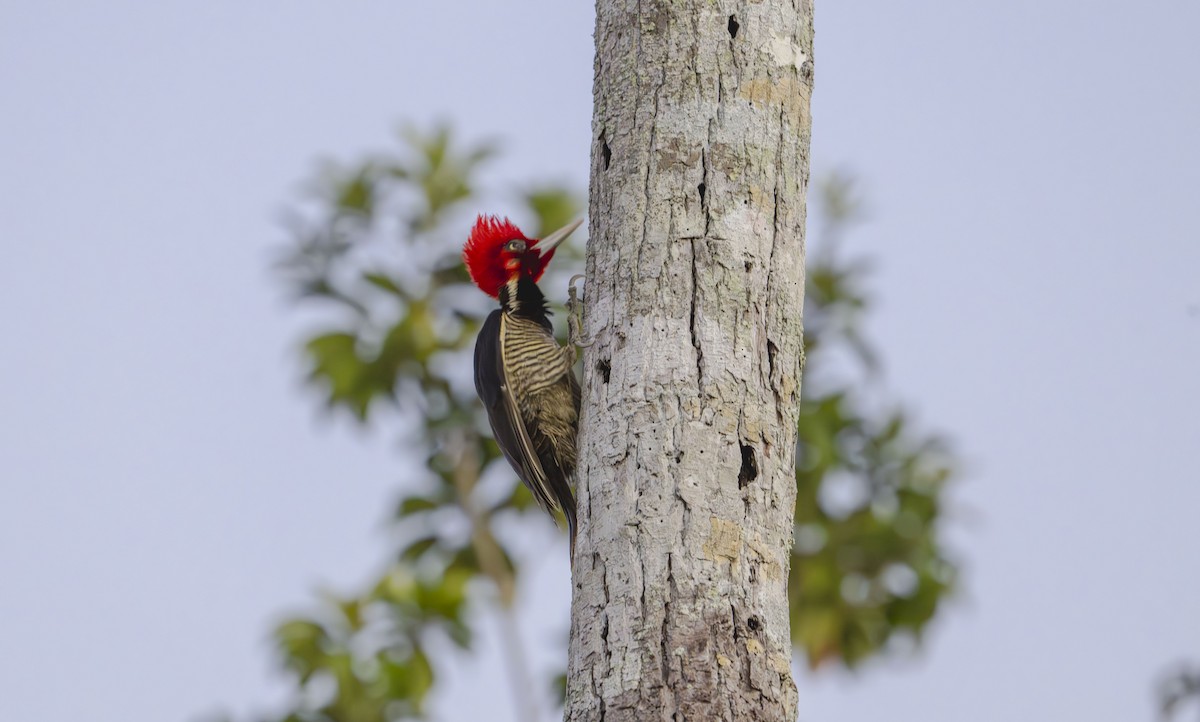 Pale-billed Woodpecker - ML646725670