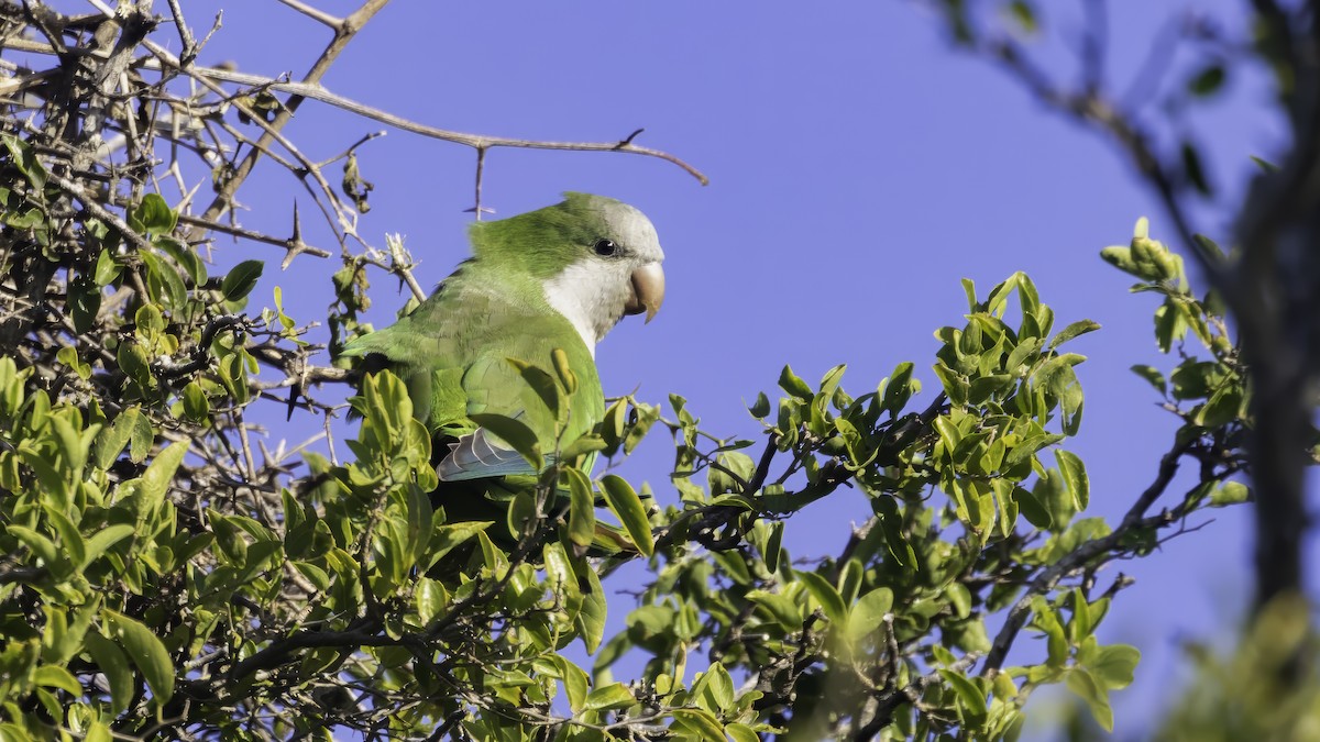 Mönchssittich - ML646725674