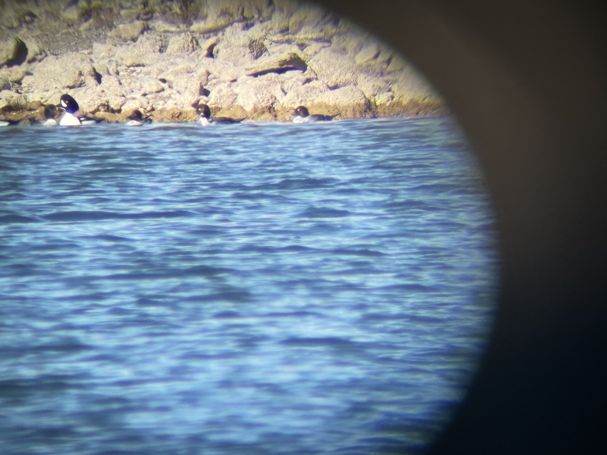 キタホオジロガモ - ML646725676