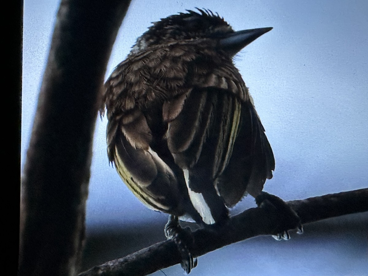 Pullu Kakancık - ML646725677