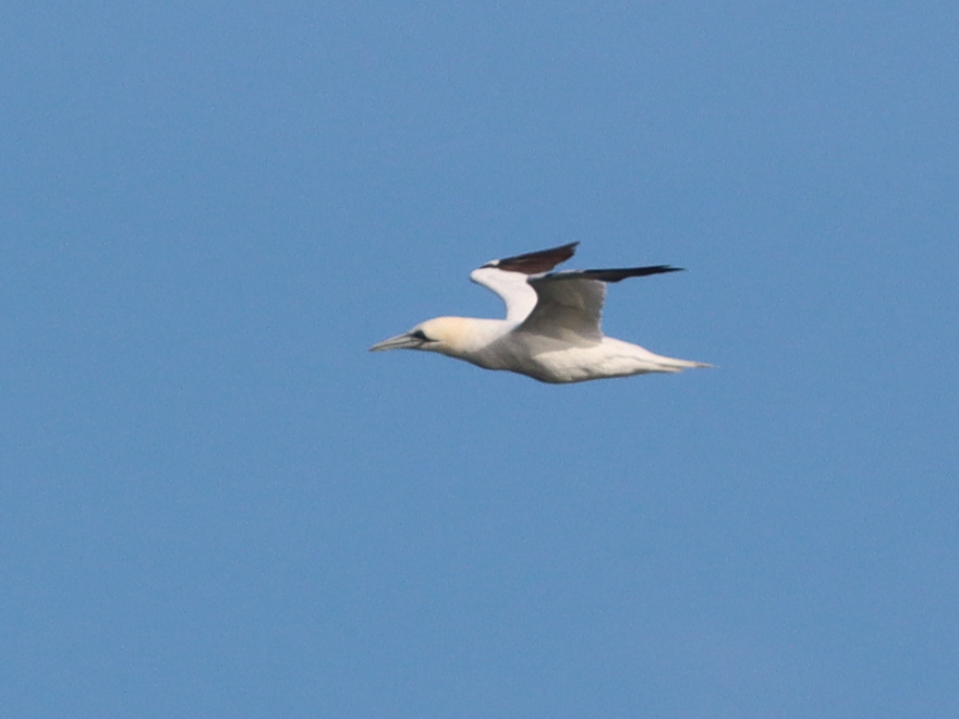 Northern Gannet - ML646725678