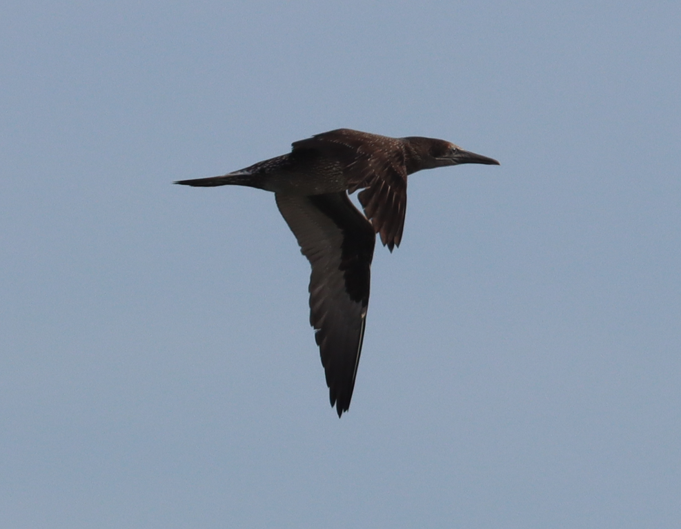 Northern Gannet - ML646725679