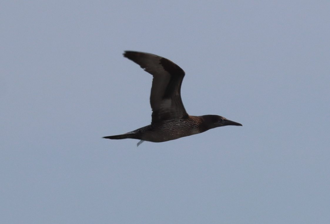 Northern Gannet - ML646725680