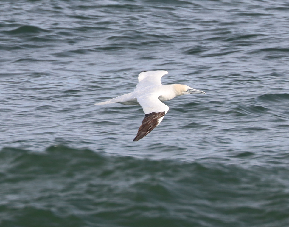 Northern Gannet - ML646725681