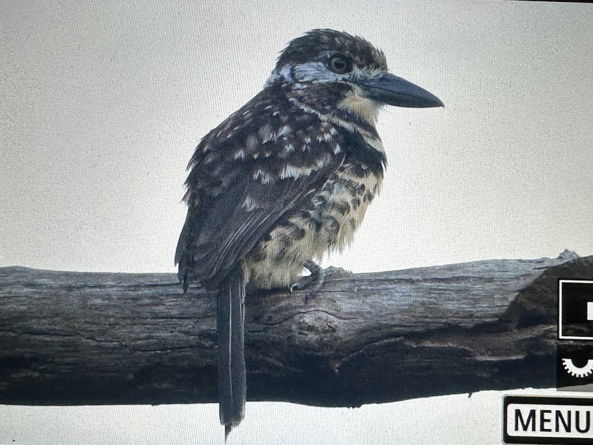 Çift Bantlı Pufkuşu - ML646725682