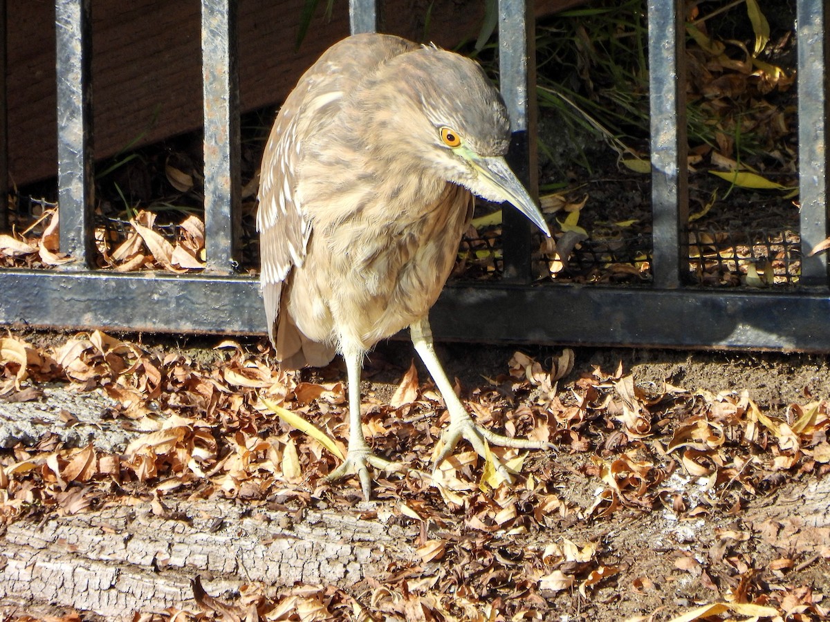 Квак звичайний - ML646725683