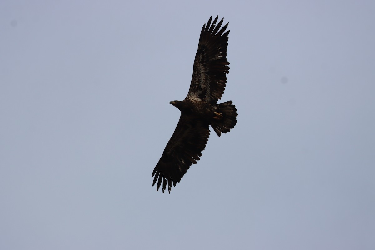Bald Eagle - ML646725686